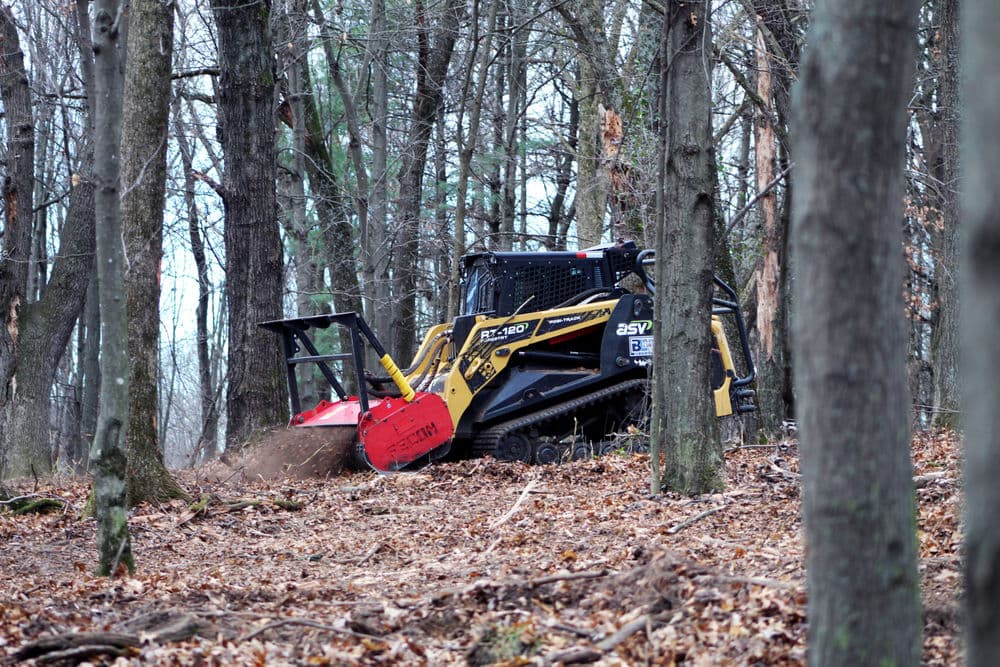 Skid steer with brush cutter clearing underbrush in a forested area.